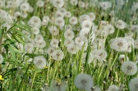 /album/parasutistikon/padaky-na-holstejne-detail-jpg/